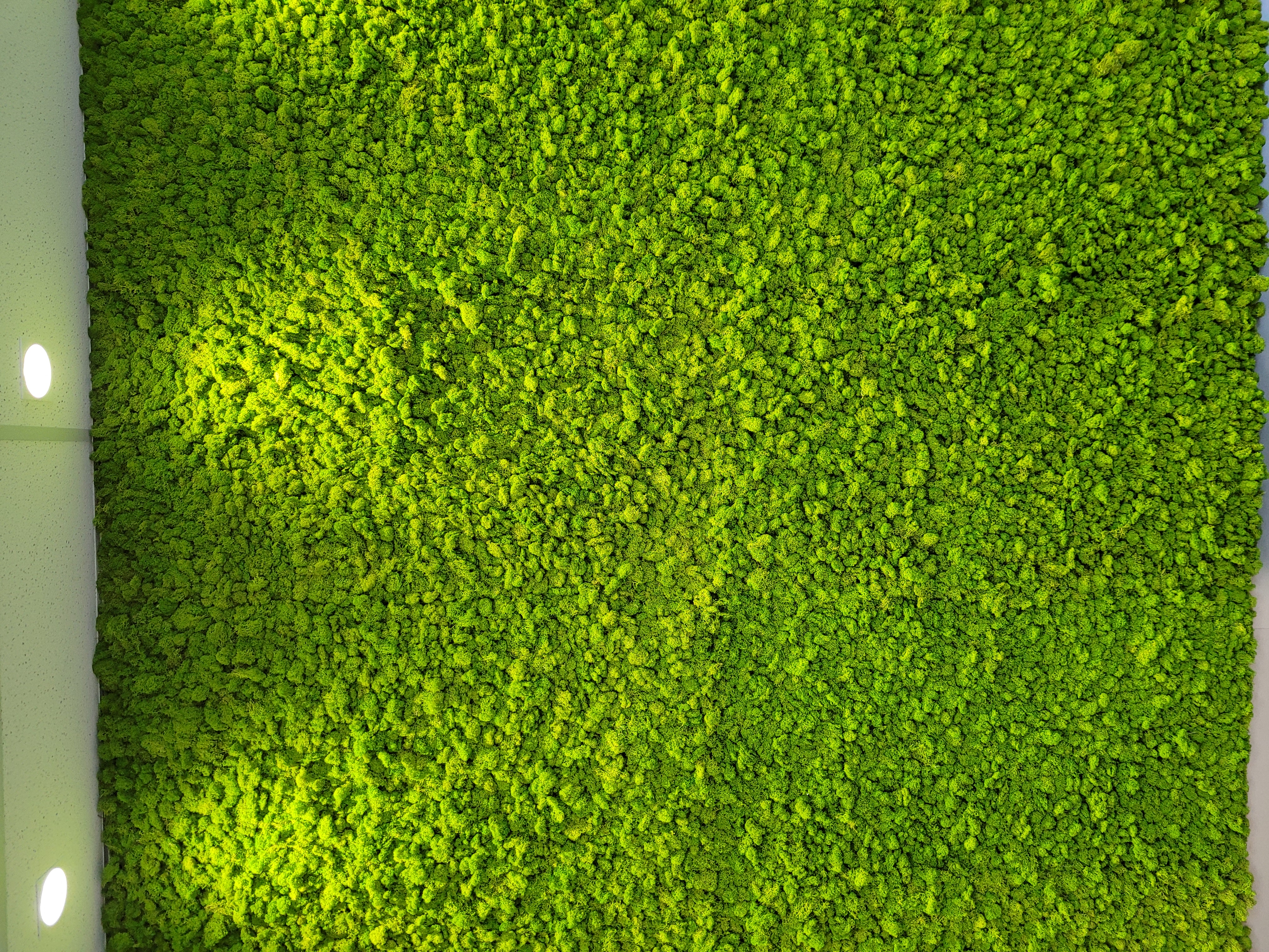Moss Wall Supplier in Adelaide