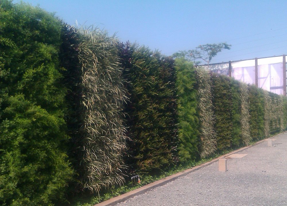 Outdoor - living plant walls