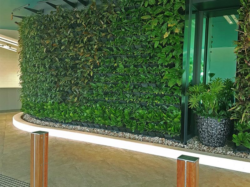 Living Plant Green Wall Gold Coast