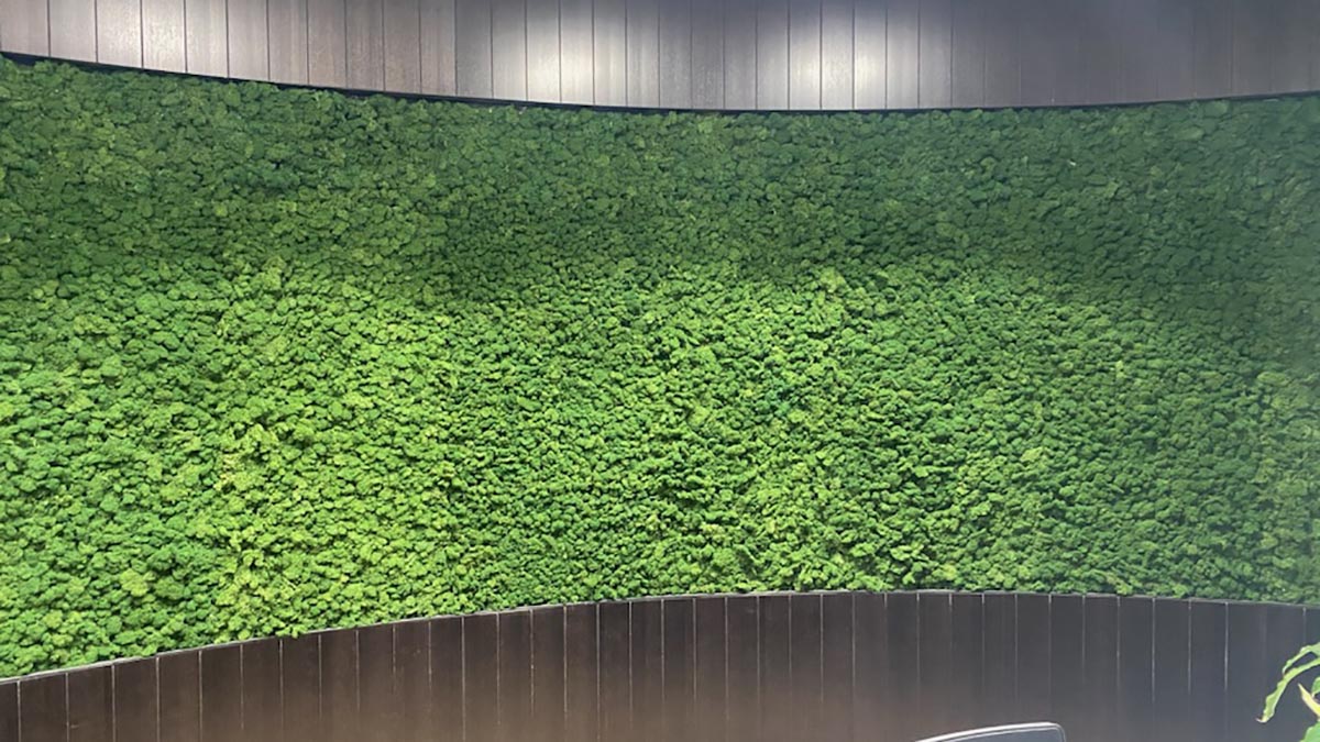 supplier of moss wall Australia