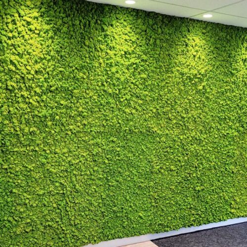 Tony White Group Head Office moss wall