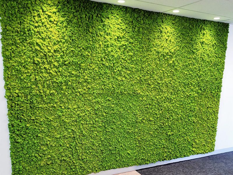 Portfolio moss wall