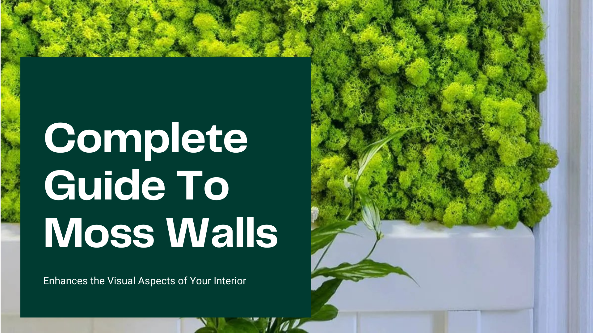 Complete Guide to Moss Walls Moss Walls