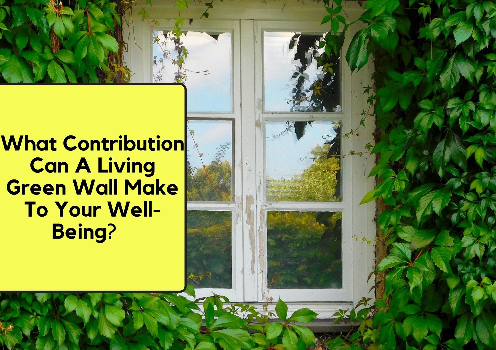 What contribution can a living green wall make to your well-being? living green wall