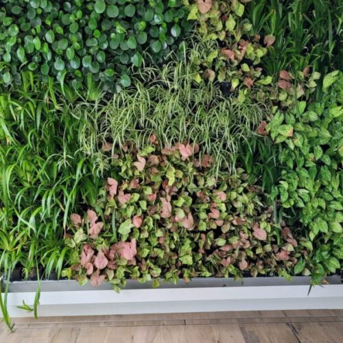 Living Green Walls-Private residence – Brisbane