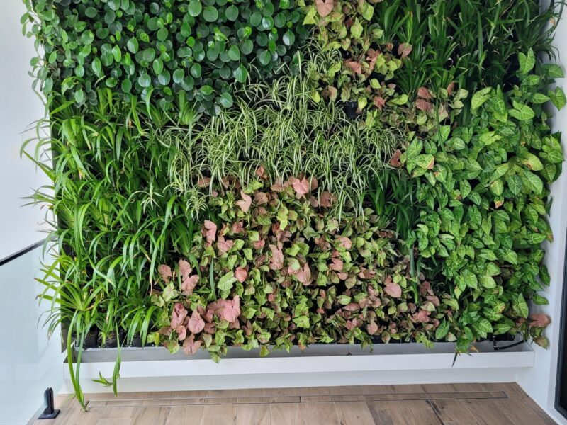 Living Green Walls-Private residence – Brisbane